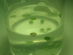 green5